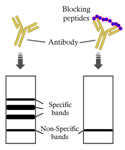 GSK3 alpha Peptide